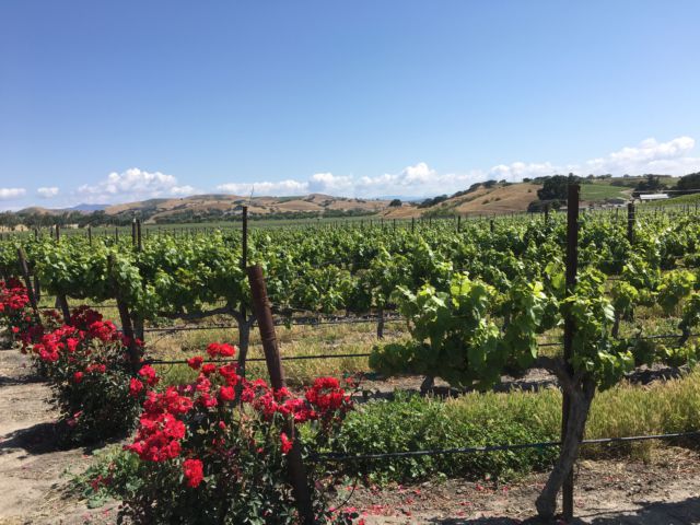 Santa Ynez Valley Wine Country view