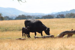 Ynez Valley cows
