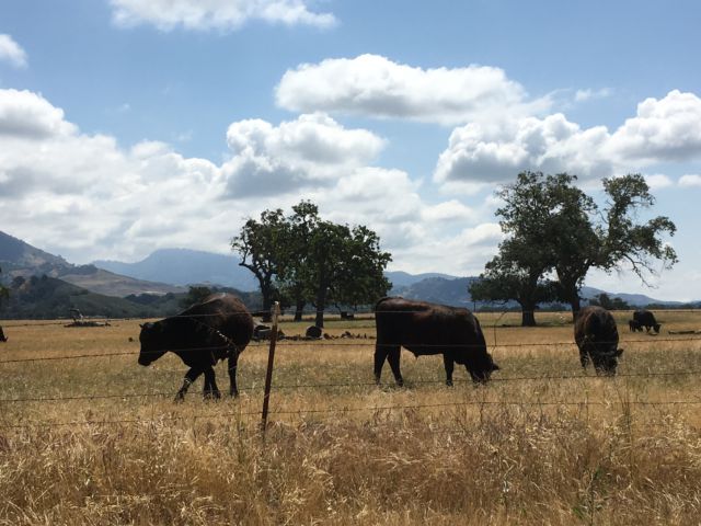 Ynez Valley winery cows grazing
