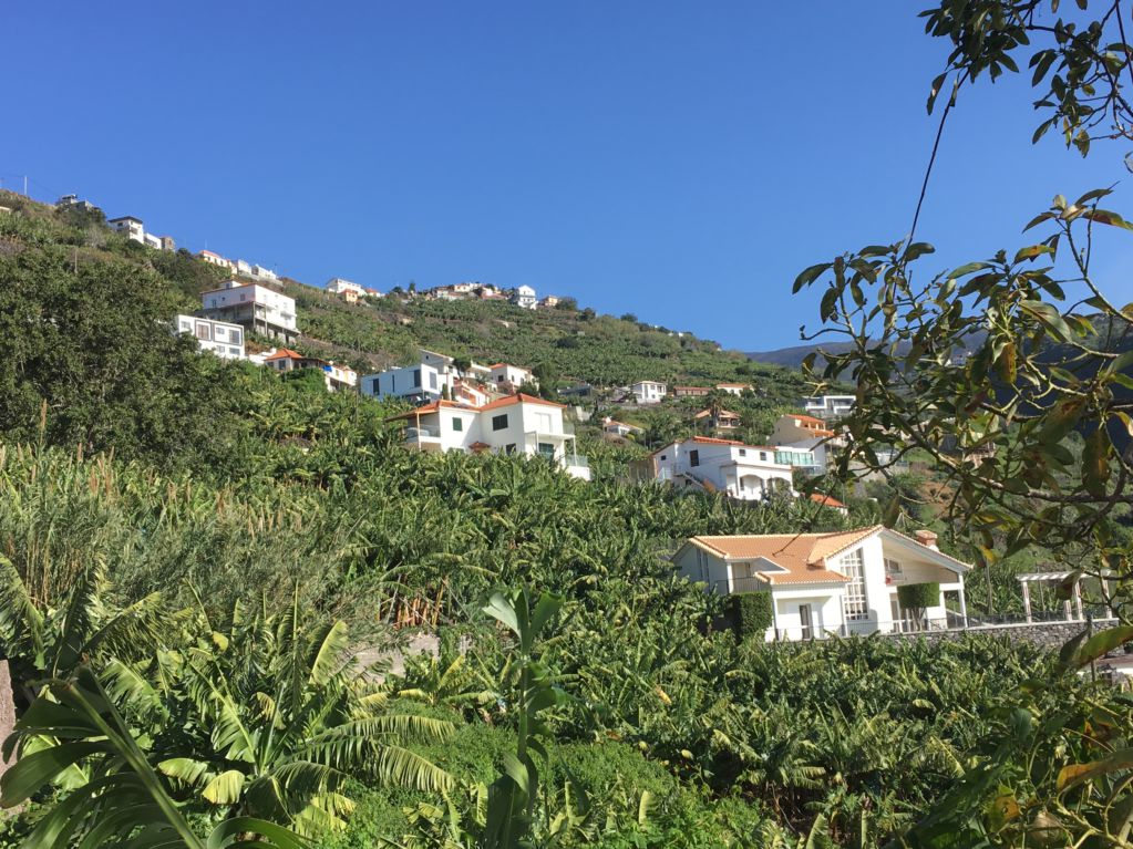 Calheta banana plantations Western Madeira
