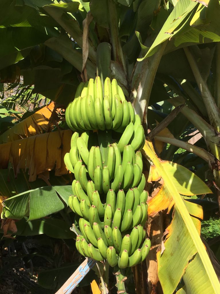 A bunch of bananas