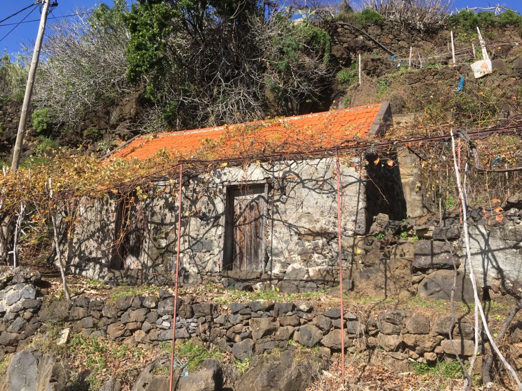 Calheta terraced vineyards