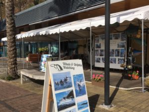 Calheta whale and dolphin watching