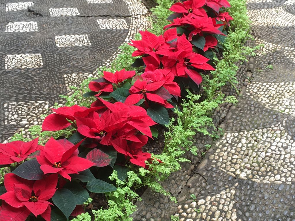 Funchal Christmas decoration