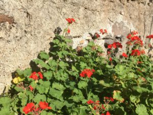 Jardim do Mar flowers