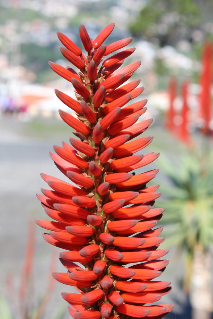 Madeira flower Madeira flower