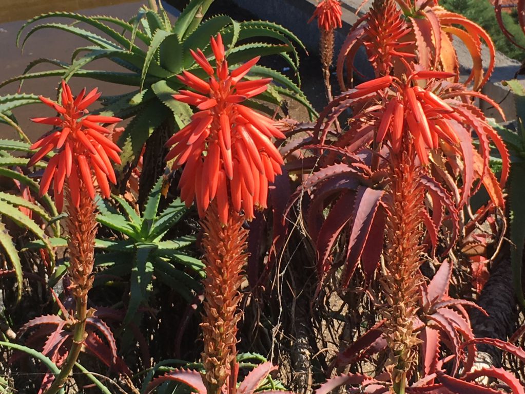 Madeira flowers
