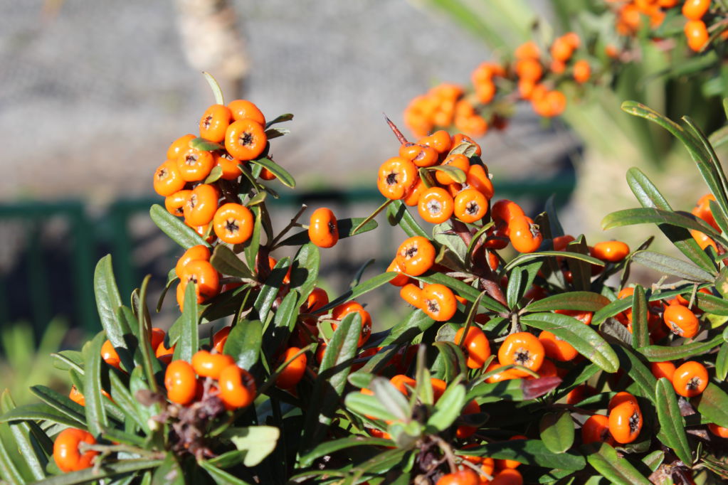 Funchal, Madeira: colourful berries
