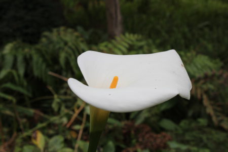 Monte Palace Tropical Garden flower