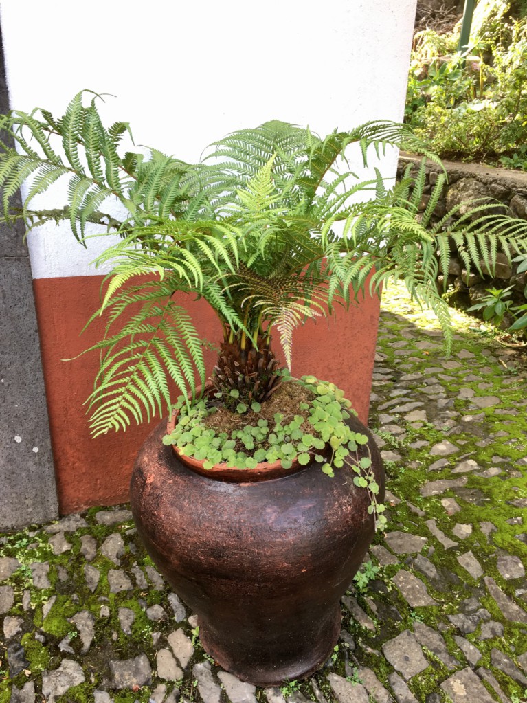 Ribeiro Frio fern