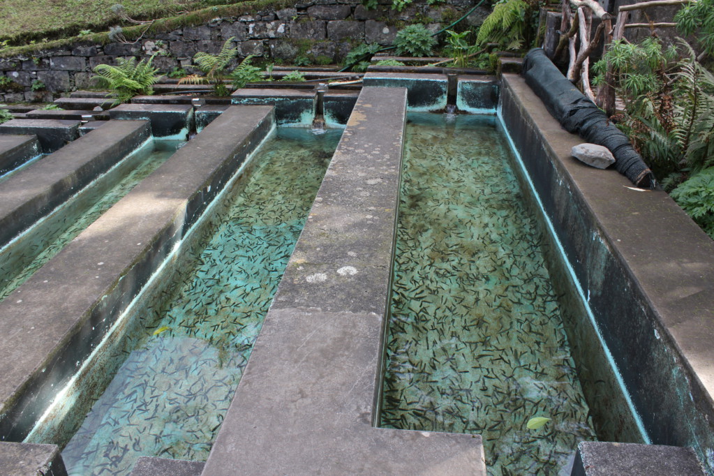 Ribeiro Frio trout farm