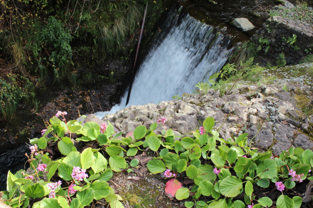 Ribeiro Frio waterfall and plants 
