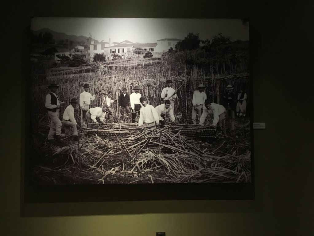 Savoy Saccharum sugar cane history Western Madeira