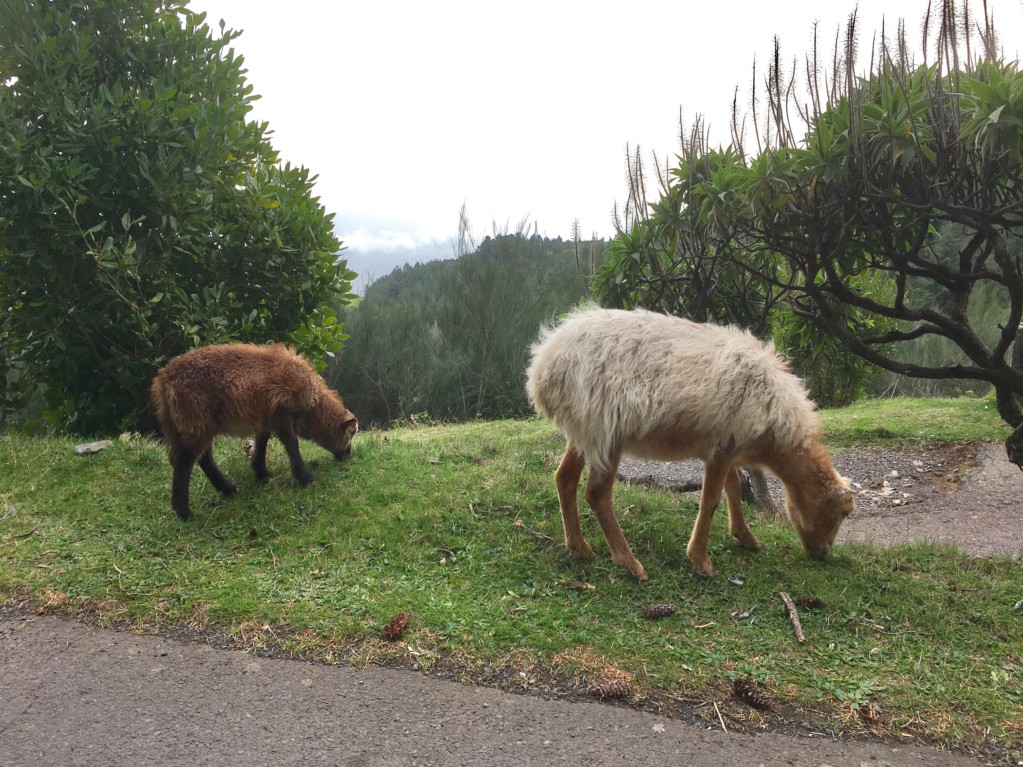 Sheep on the road Funchal to Pico do Arieiro