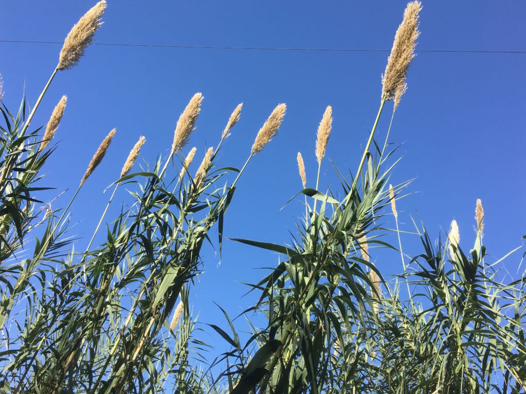 Sugar cane