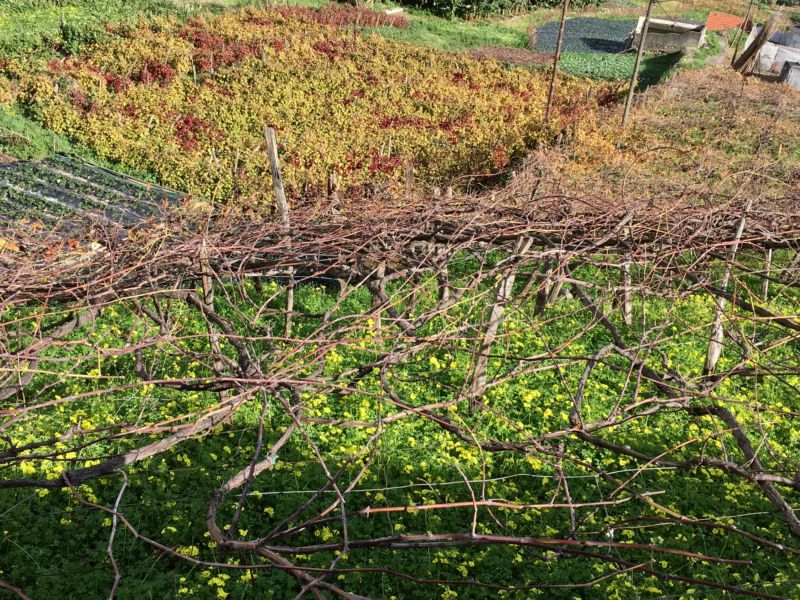 Driving in Madeira: Vineyard in Cabo Girao