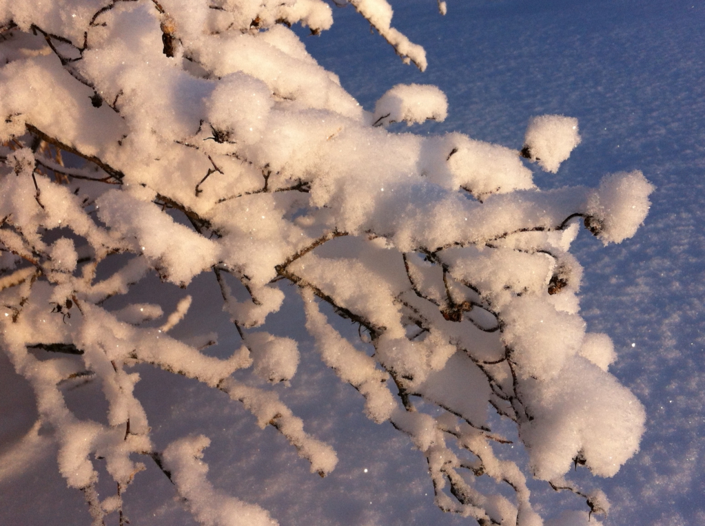 A Finnish garden in winter