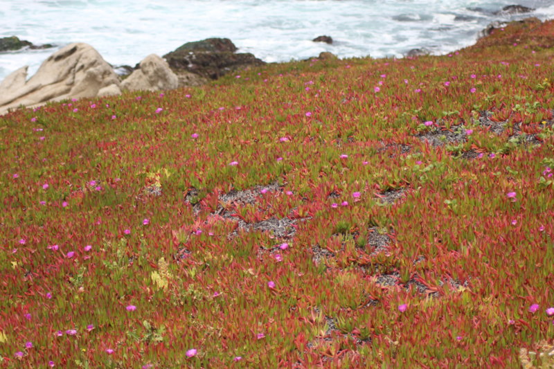 Ice plants along the San Francisco to Monterey drive