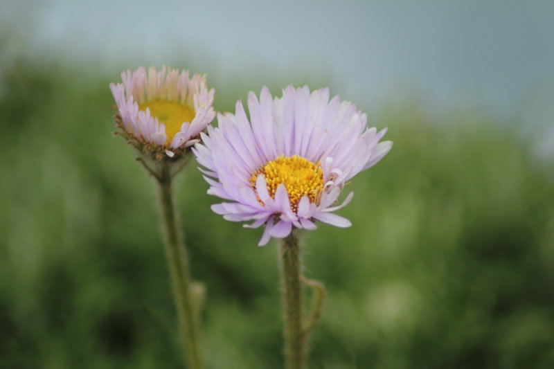 California flowers