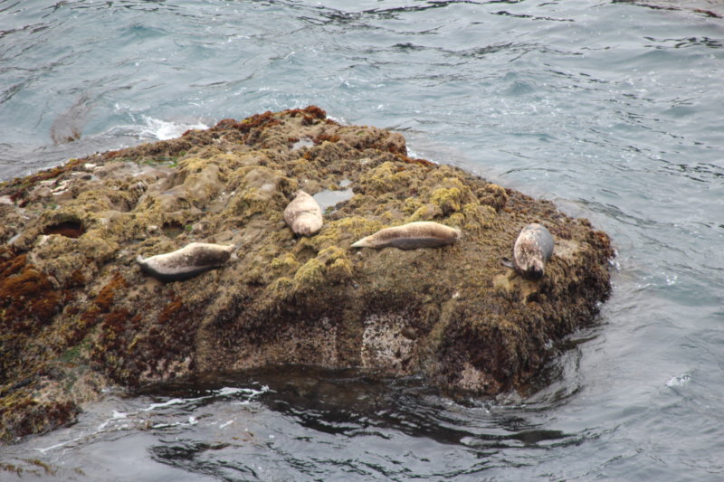 Seals along California's coastal highway 1