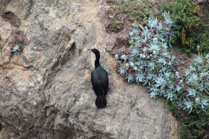 Coastal drive San Francisco to Monterey: Californian water bird