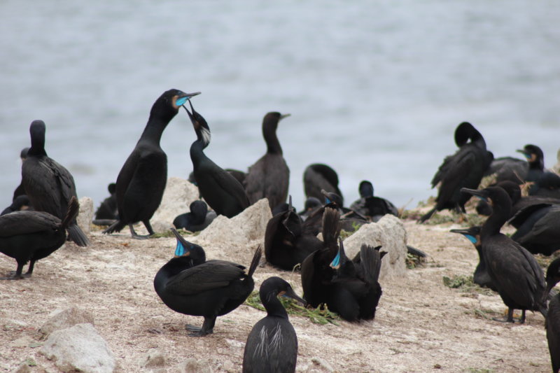 California birds
