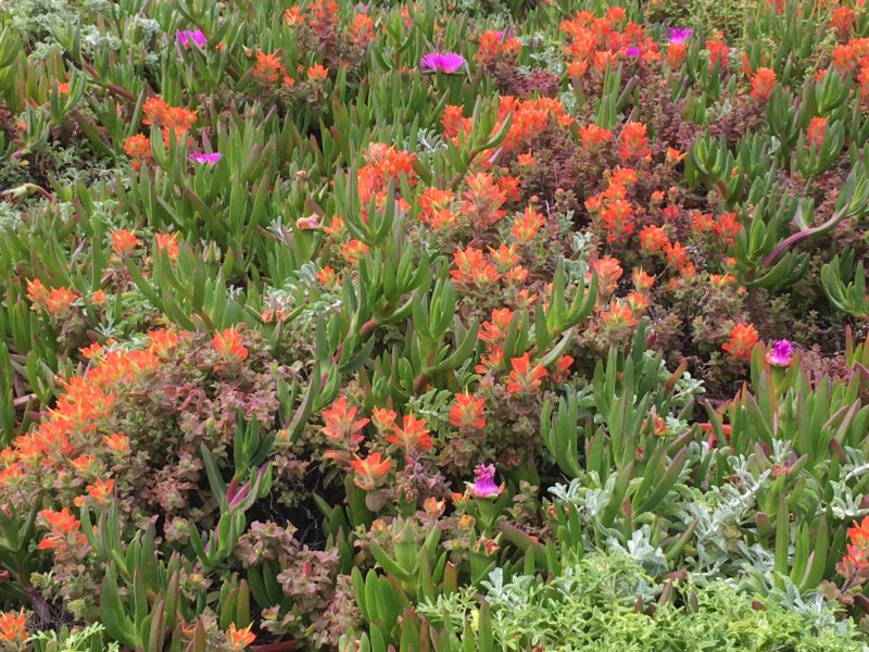 San Francisco to Monterey: Californian flowers