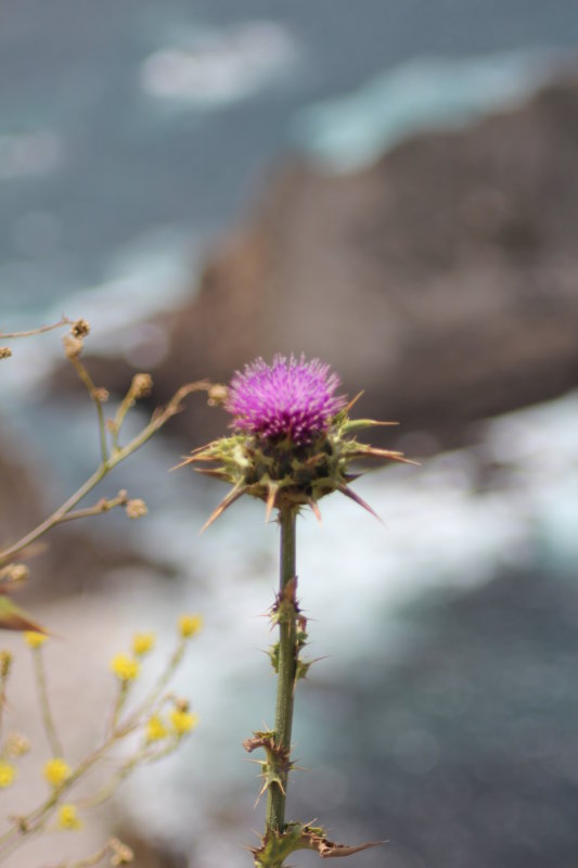 Californian flower, Highway 1 