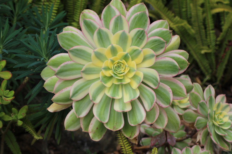 Green succulent