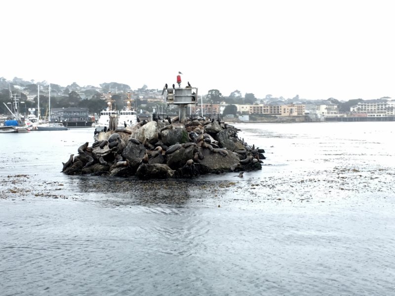 Monterey sea lions