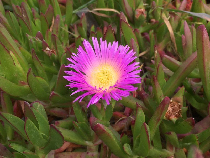 Pink ice plant