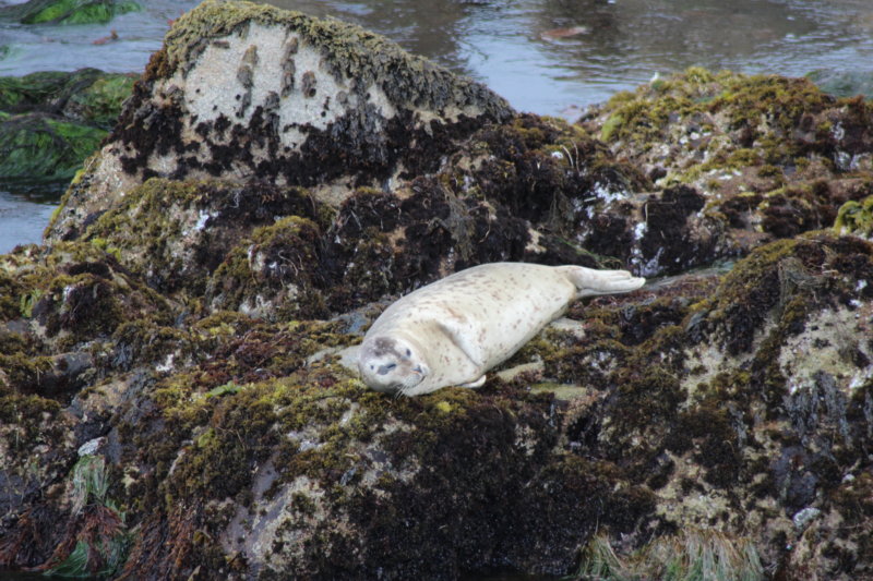 Seal on the rock, Californian Highway 1