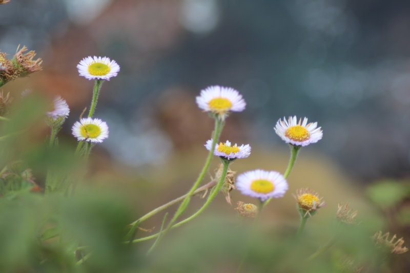 Californian flowers along the coastal Highway 1 