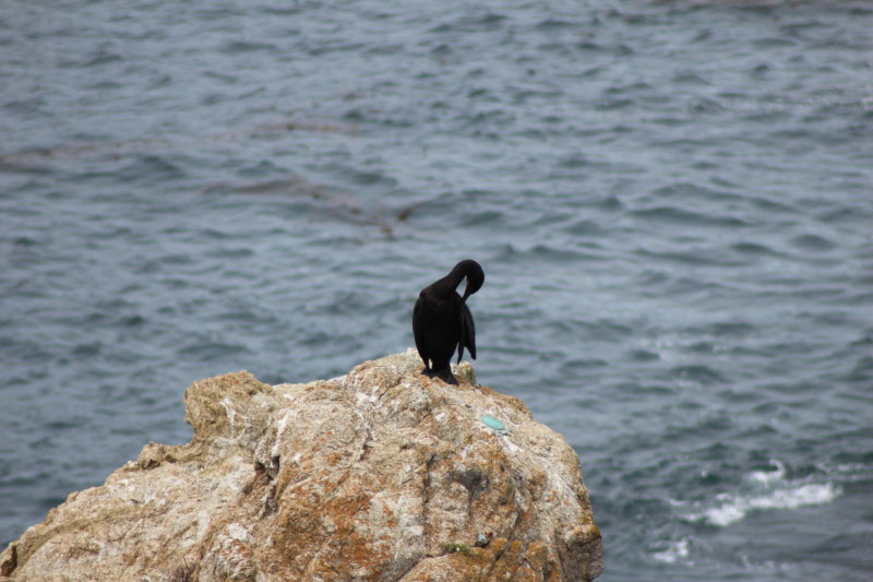 Californian sea bird along Highway 1