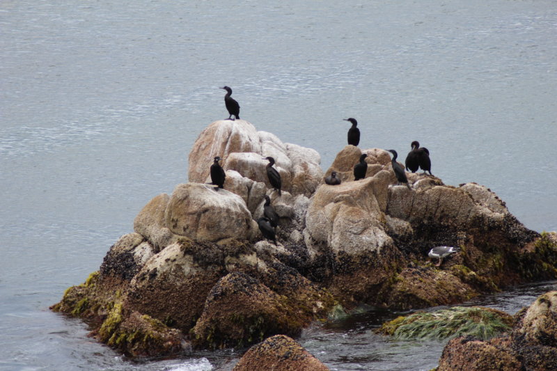 Waterbirds on the rocks