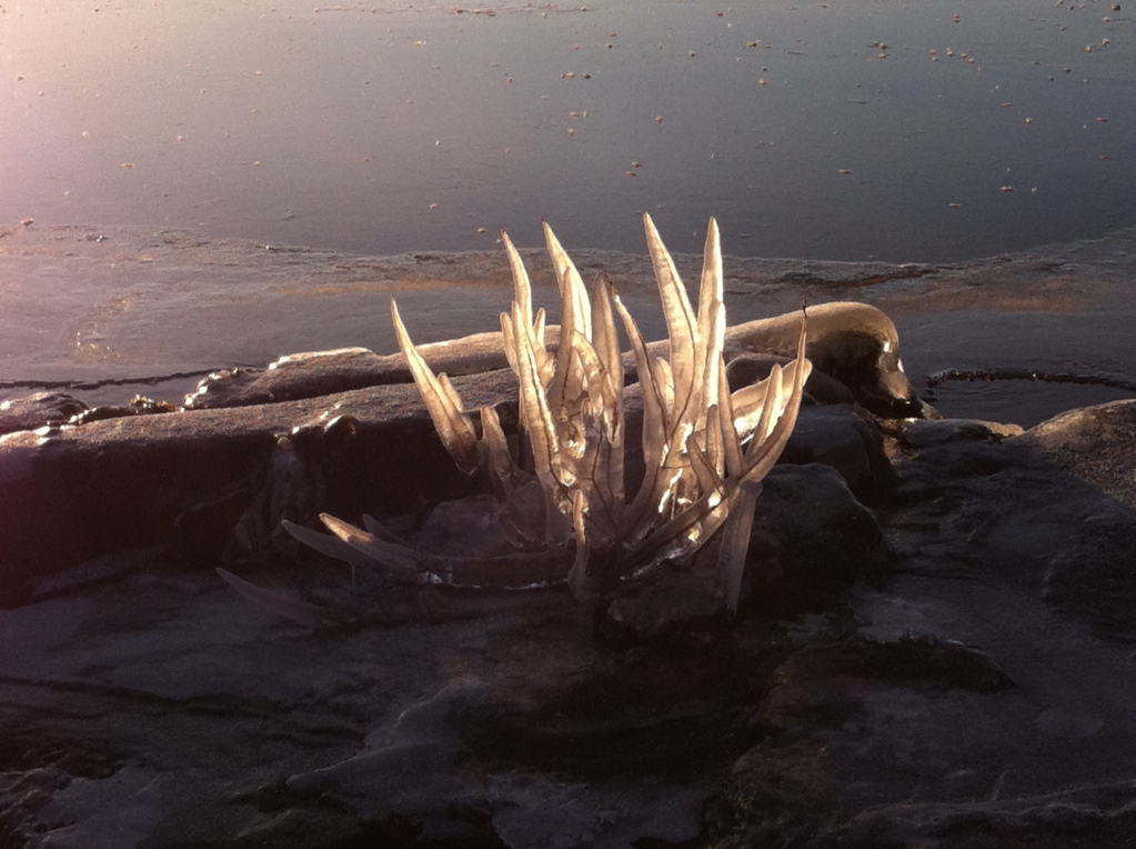 Winter in Finland, frozen twigs