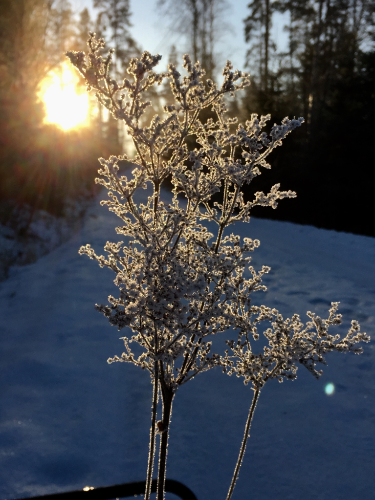 Winter nature in Finland, a frozen flower