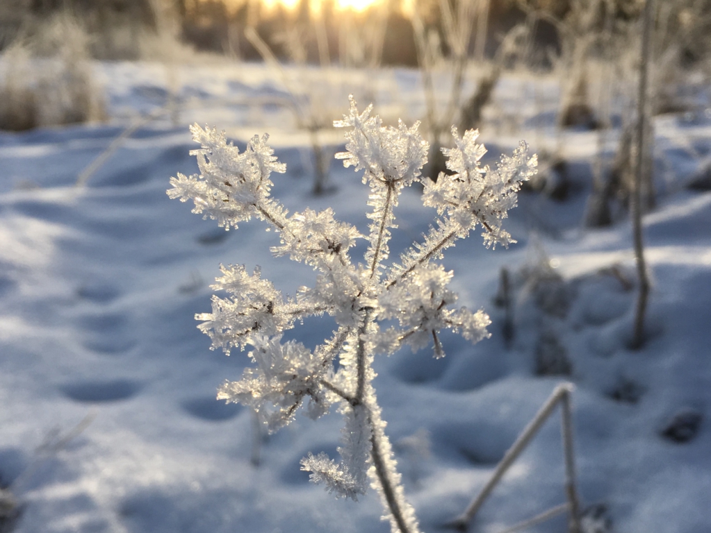 Winter nature in Finland, a frozen meadow flower
