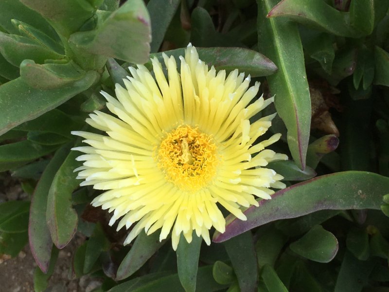 A yellow ice plant