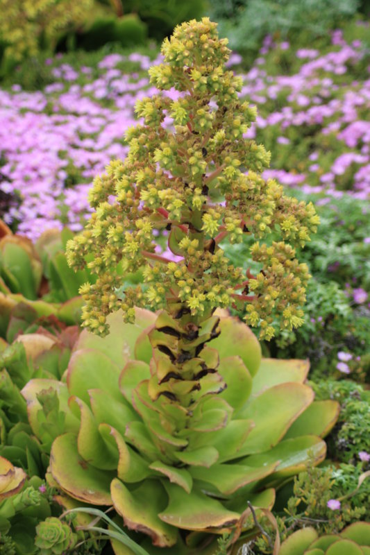 Pigeon Point succulent 