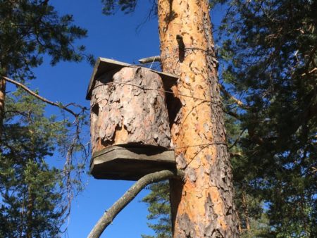 Goldeneye birdhouse Konnevesi Goldeneye birdhouse