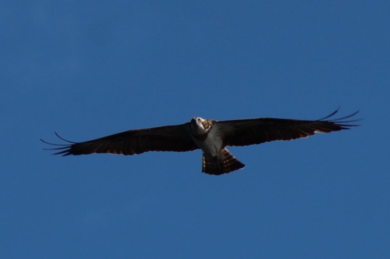 Southern Konnevesi National Park osprey