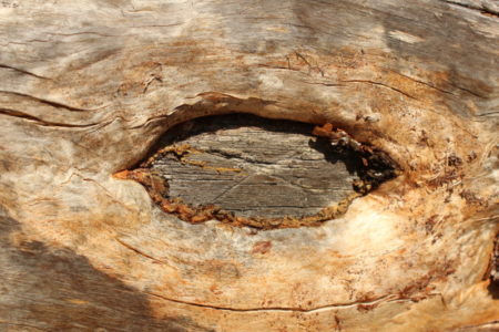 Lanstu tree carving, Southern Konnevesi National Park Lanstu, Southern Konnevesi National Park