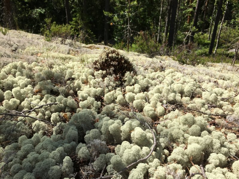 Southern Konnevesi National Park, Loukkuvuori lichen Southern Konnevesi National Park, Loukkuvuori lichen
