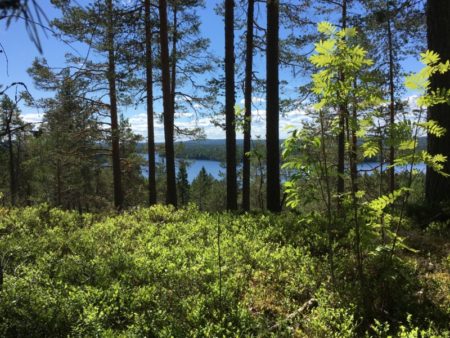 Southern Konnevesi National Park, Loukkuvuori view