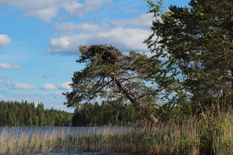 Osprey nest on a Lake Konnevesi island Southern Konnevesi National Park osprey nest