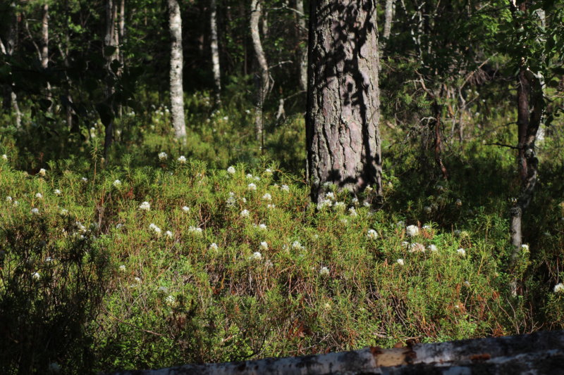 Pyysalo vegetation Southern Konnevesi National Park Pyysalo vegetation