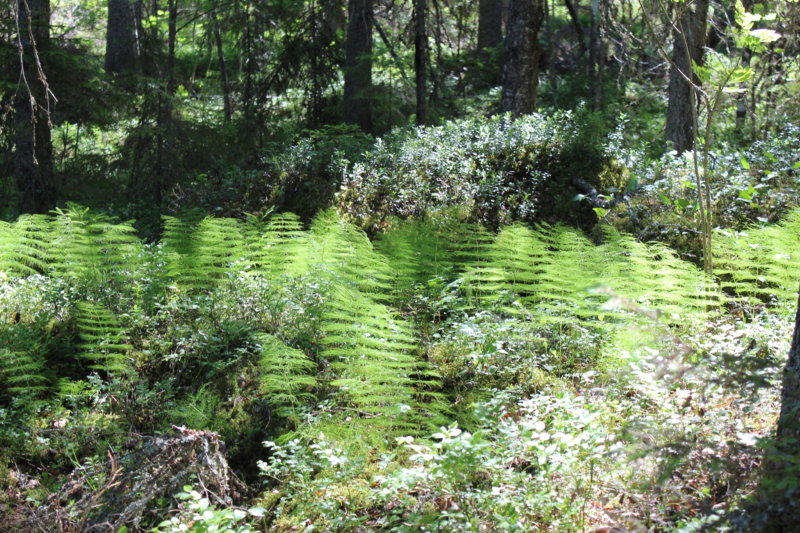 Loukkuvuori hiking trail, Konnevesi Southern Konnevesi National Park vegetation