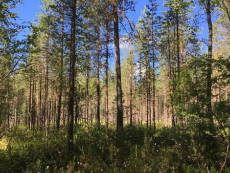 Three Mountains hiking trail forest view Three Mountains hiking trail swamp view, Southern Konnevesi National Park
