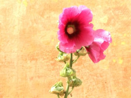A Danish flower